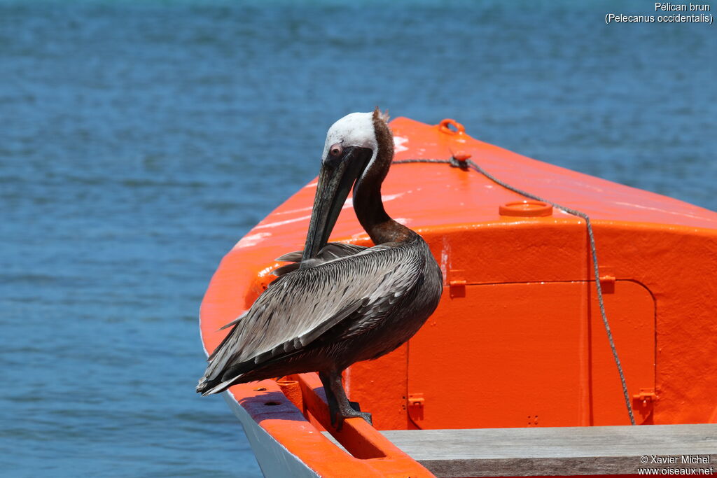 Brown Pelican, care