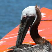 Brown Pelican