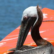 Brown Pelican