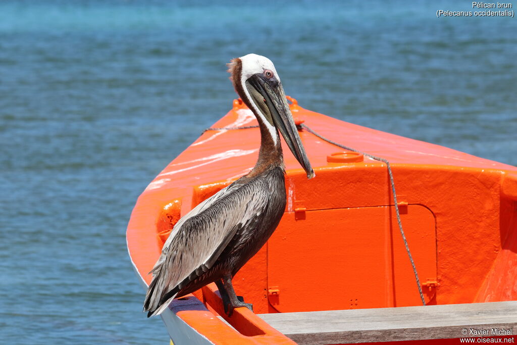 Brown Pelicanadult, identification