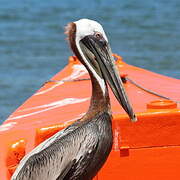 Brown Pelican