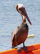 Brown Pelican