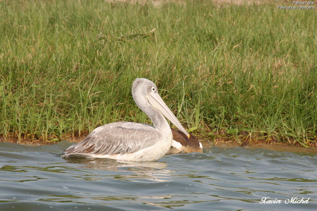 Pélican gris