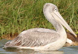 Pink-backed Pelican