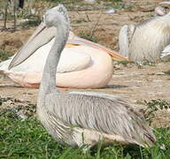 Pink-backed Pelican