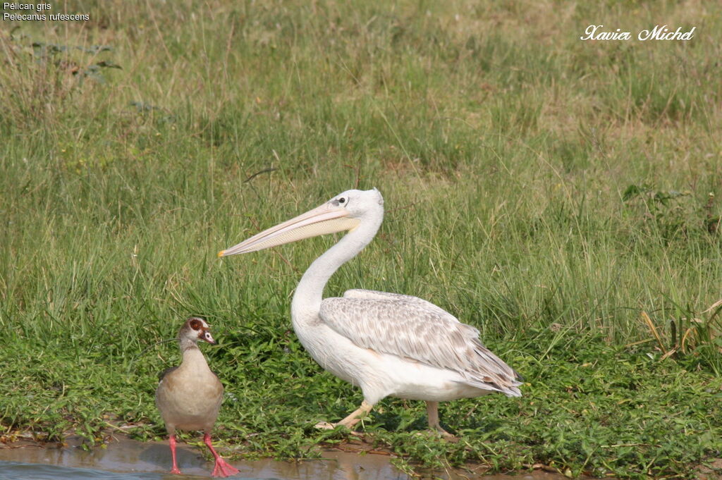 Pink-backed Pelican