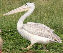 Pink-backed Pelican