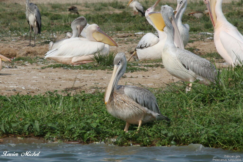 Pélican gris