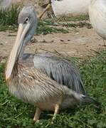 Pink-backed Pelican