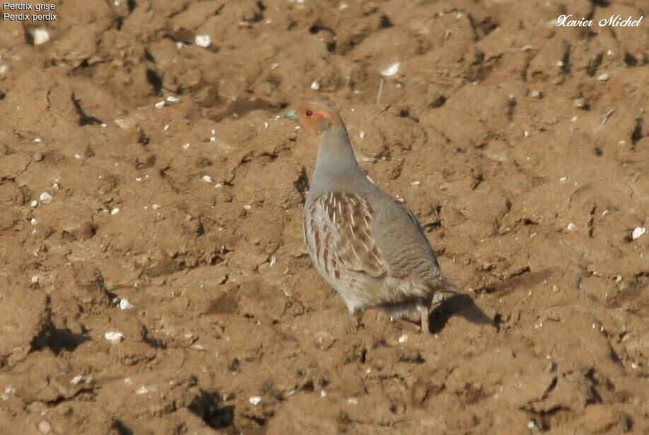 Grey Partridge