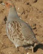 Grey Partridge