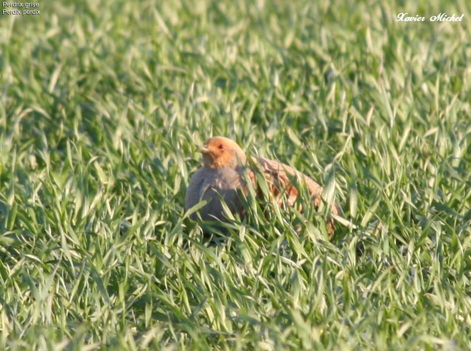 Grey Partridge