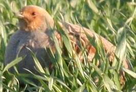 Grey Partridge