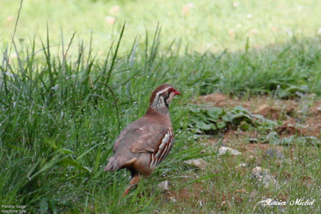 Perdrix rougeadulte