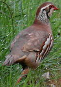 Red-legged Partridge