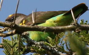 Meyer's Parrot