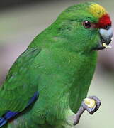 Yellow-crowned Parakeet