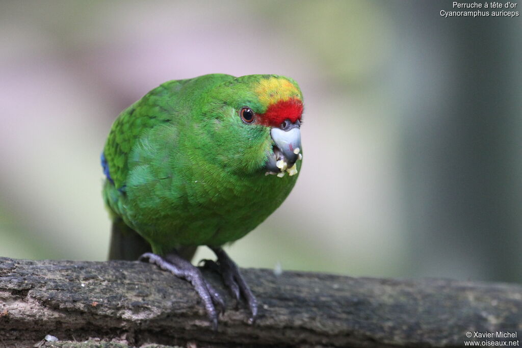 Yellow-crowned Parakeetadult, identification