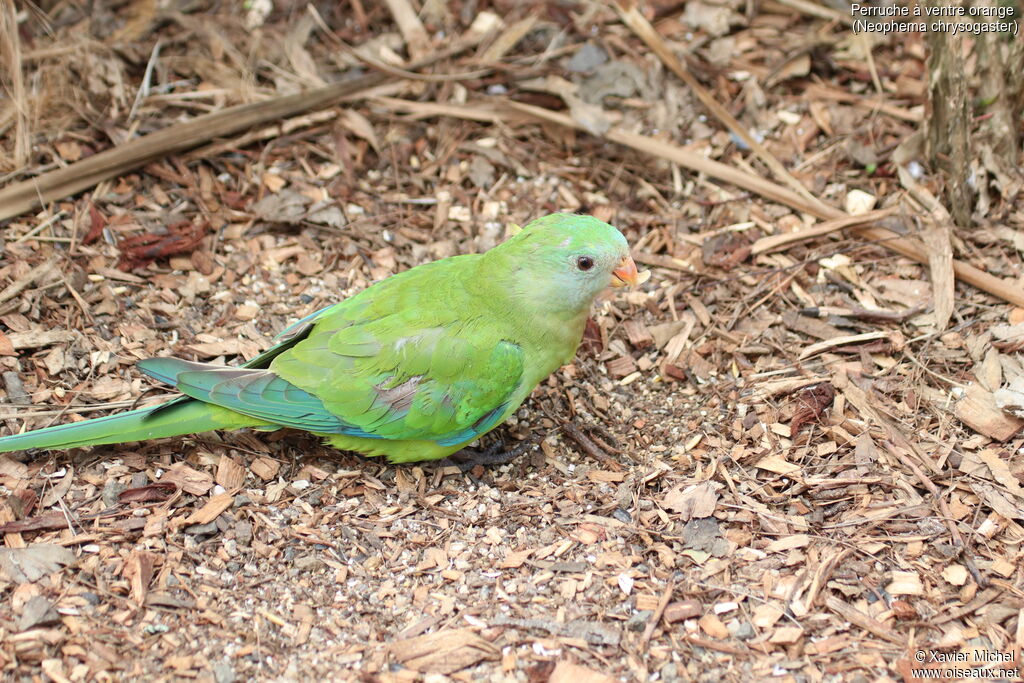 Orange-bellied Parrotjuvenile