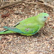 Orange-bellied Parrot