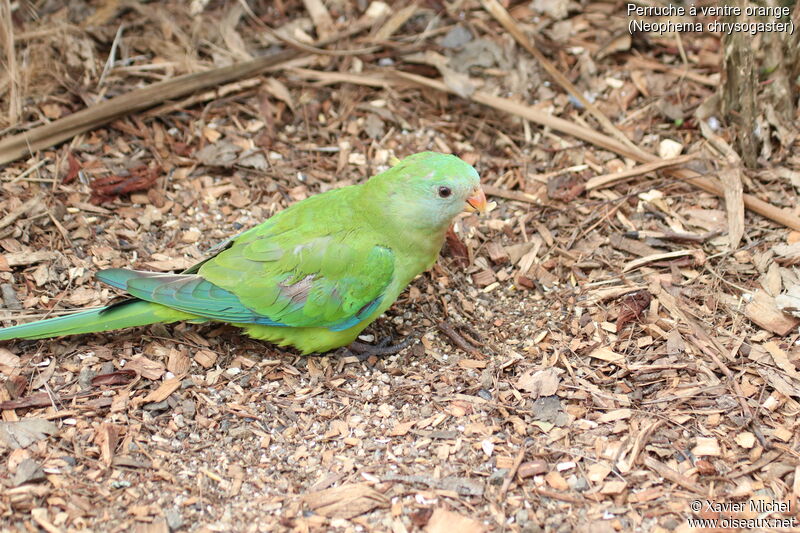 Orange-bellied Parrotjuvenile