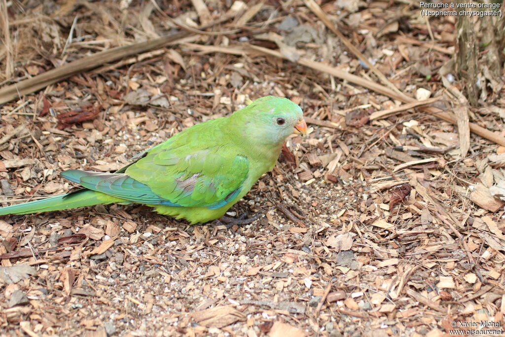 Orange-bellied Parrotjuvenile