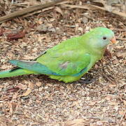 Orange-bellied Parrot