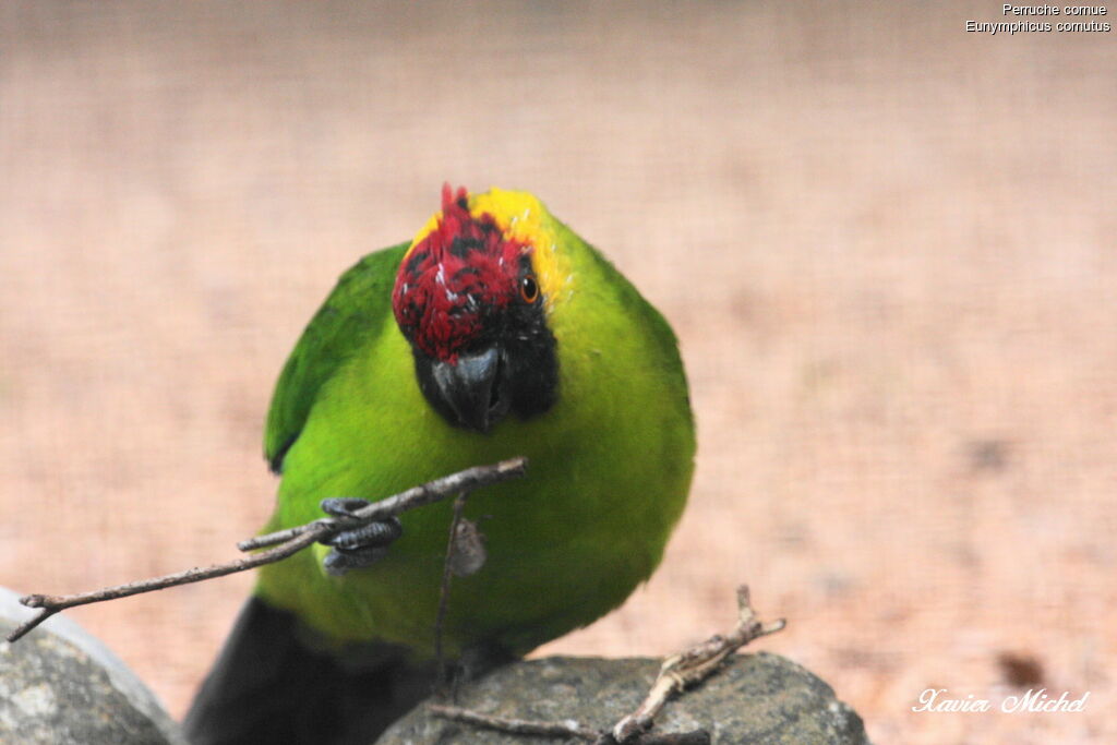 Horned Parakeetadult, identification