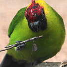 Perruche cornue