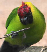 Horned Parakeet