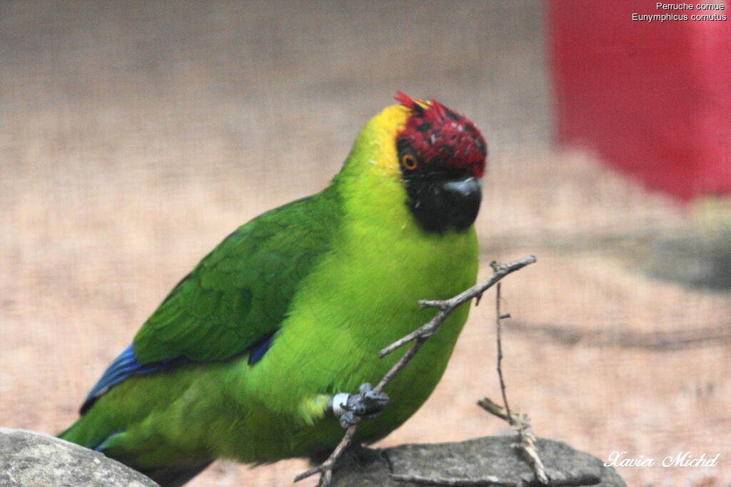 Perruche cornueadulte, identification