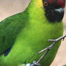 Perruche cornue