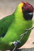 Horned Parakeet