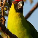 Perruche cornue