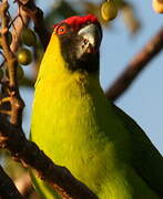 Horned Parakeet