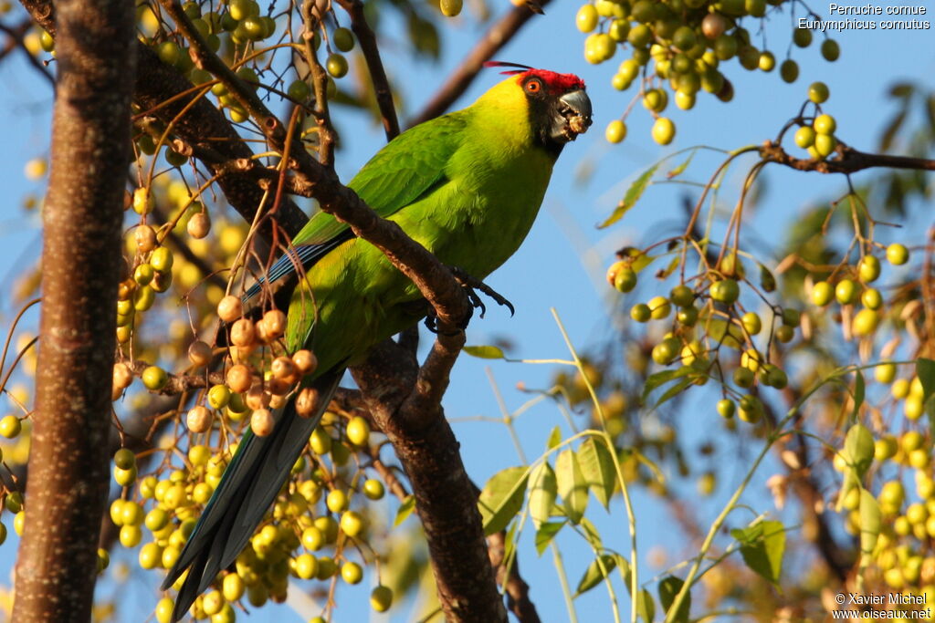 Horned Parakeetadult, identification, feeding habits