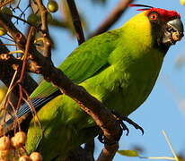 Horned Parakeet