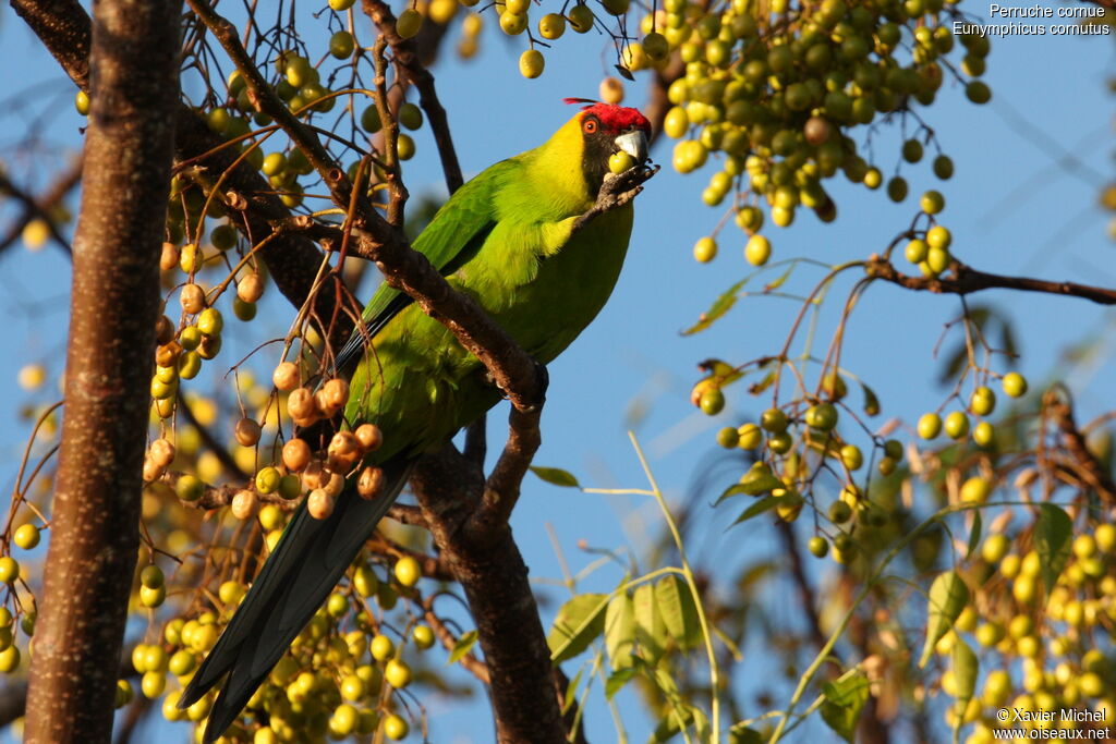 Horned Parakeetadult, identification, feeding habits