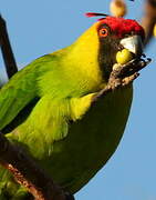 Horned Parakeet