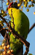 Horned Parakeet