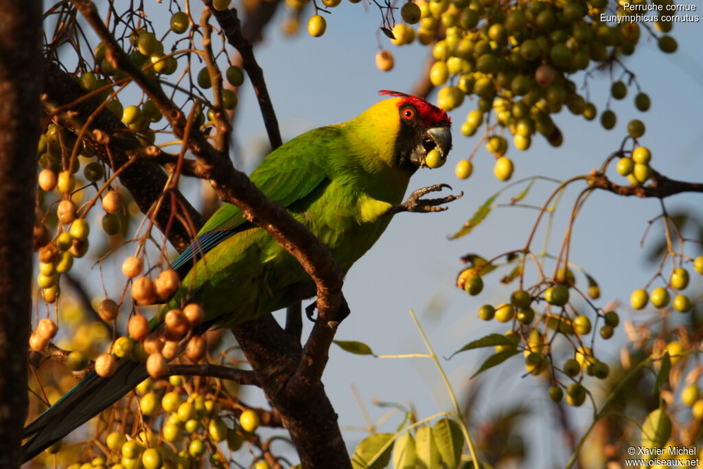 Horned Parakeetadult, identification, feeding habits