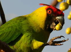 Horned Parakeet