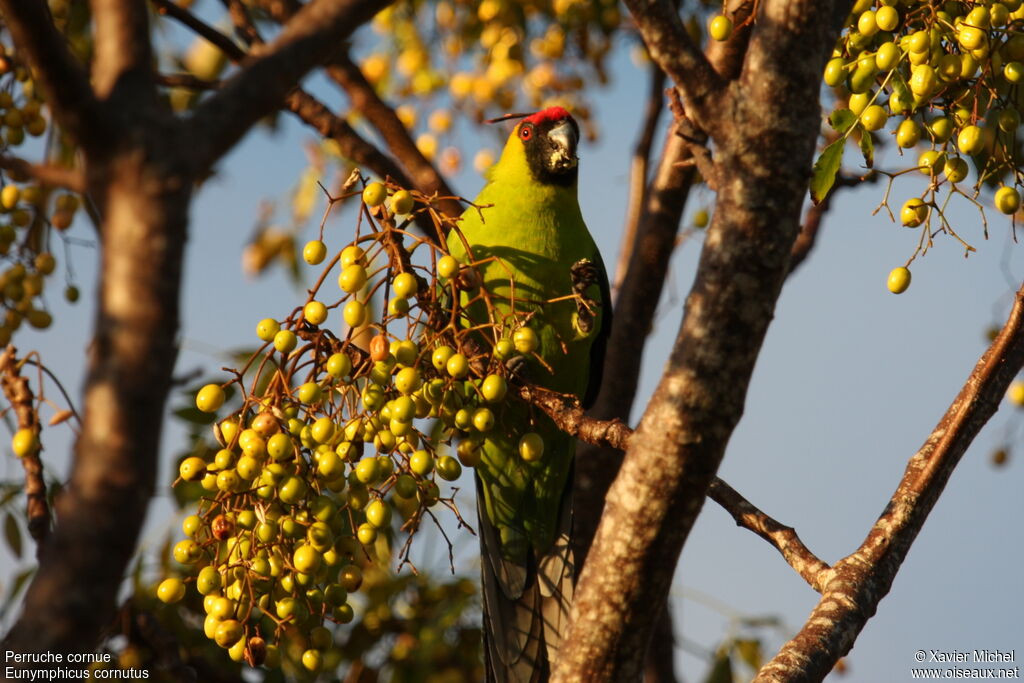 Horned Parakeetadult