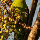 Perruche cornue