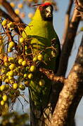 Horned Parakeet