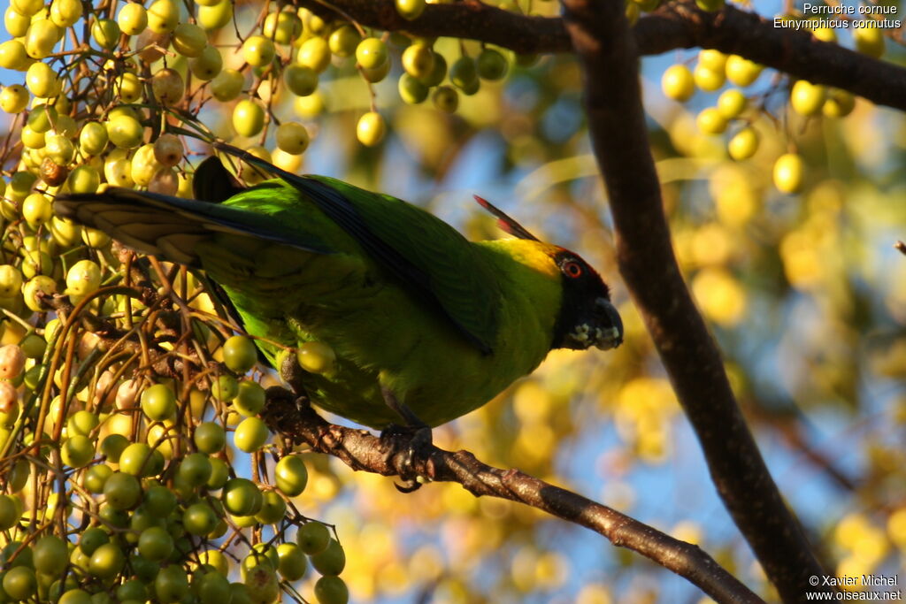 Horned Parakeetadult, identification