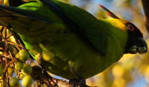 Horned Parakeet