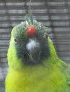 Ouvea Parakeet