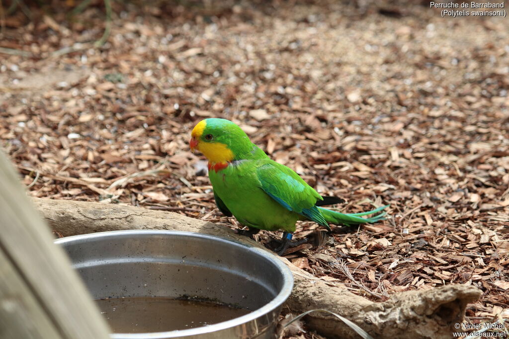 Superb Parrotadult, identification