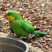 Superb Parrot